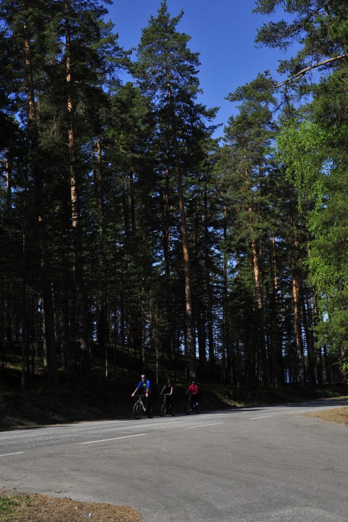 Komeat männyt reunustavat harjutietä