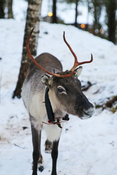 Porosalmen Porokylä