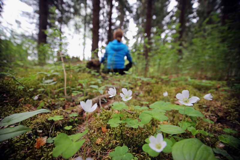 Onnentunnetta Loikansaaren lomamökit