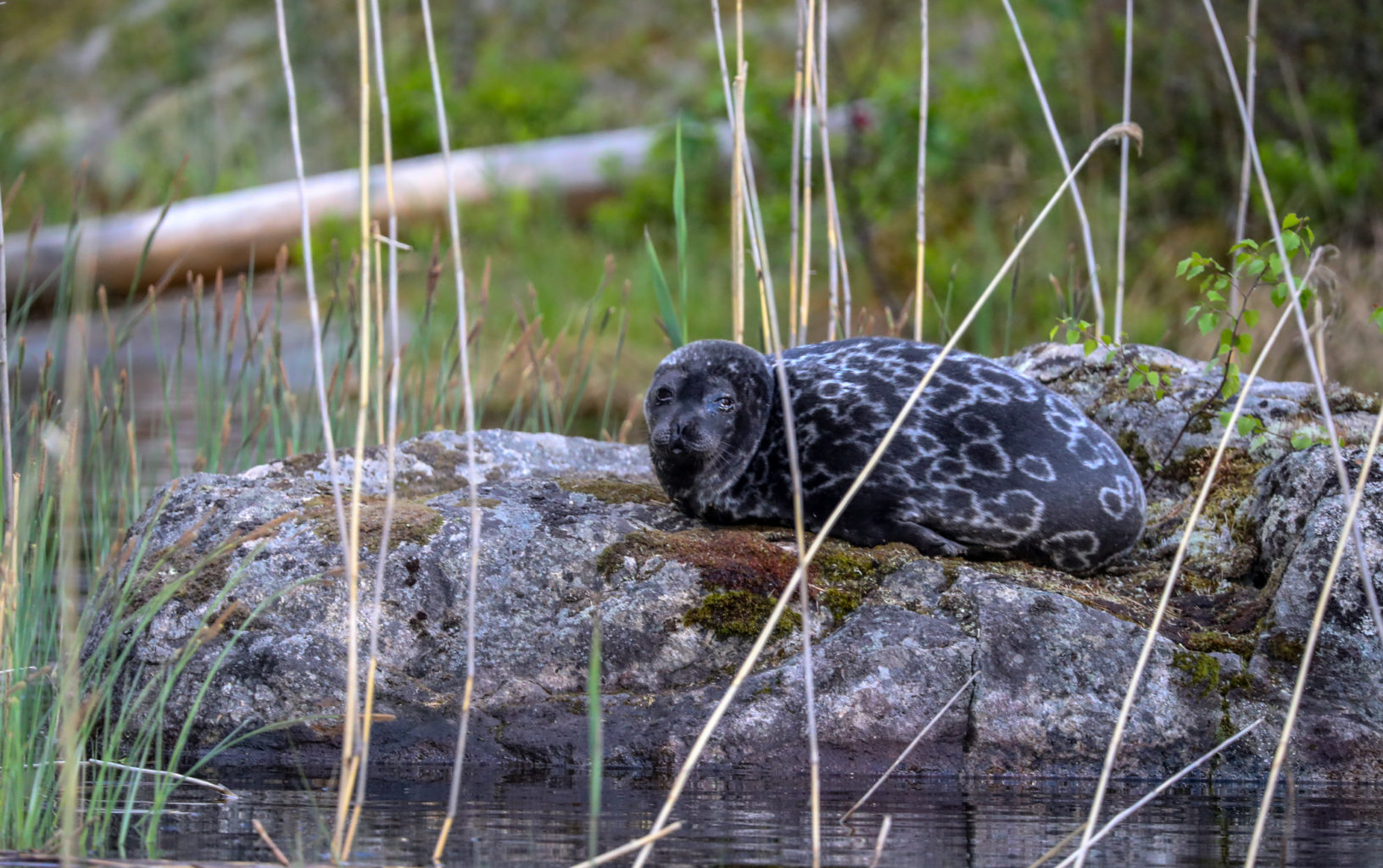 Saimaa kaikille aisteille